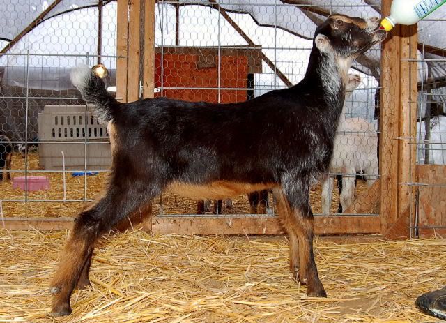 Alpine,Lamancha,Nubian - Goats