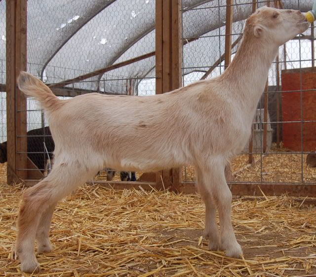 Alpine,Lamancha,Nubian - Goats