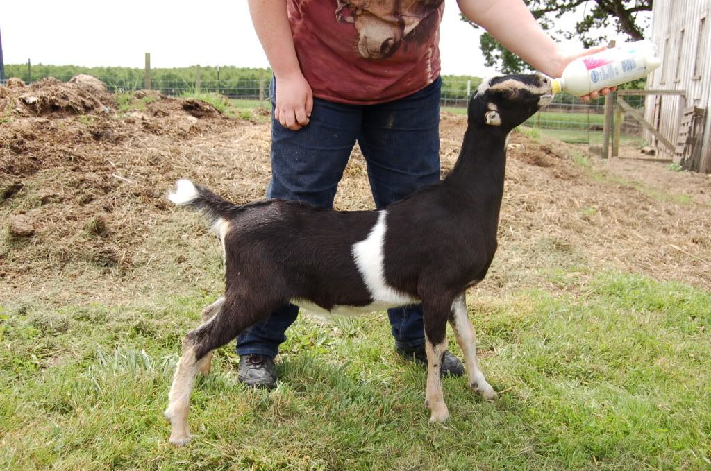 Around the farm (warning - lots of photos) - Goats