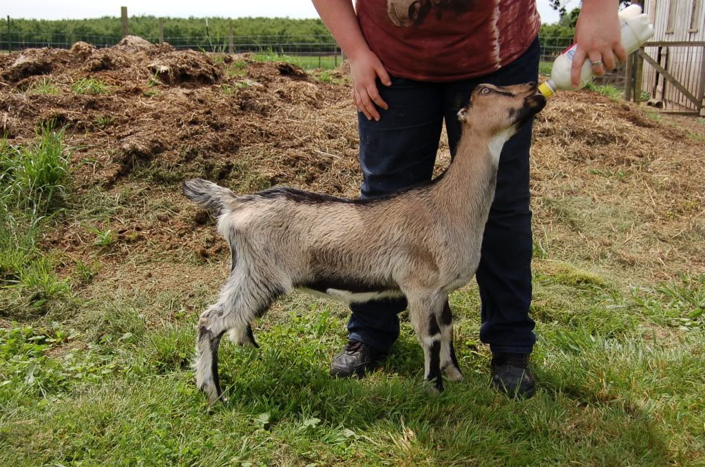 Around the farm (warning - lots of photos) - Goats