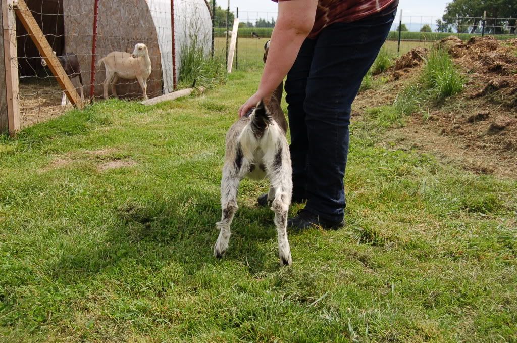 Around the farm (warning - lots of photos) - Goats