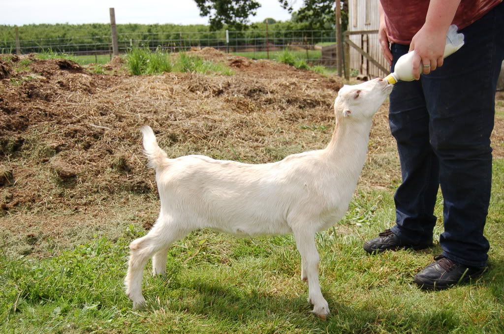 Around the farm (warning - lots of photos) - Goats