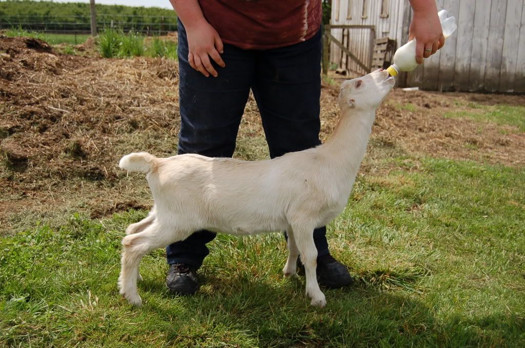 Around the farm (warning - lots of photos) - Goats