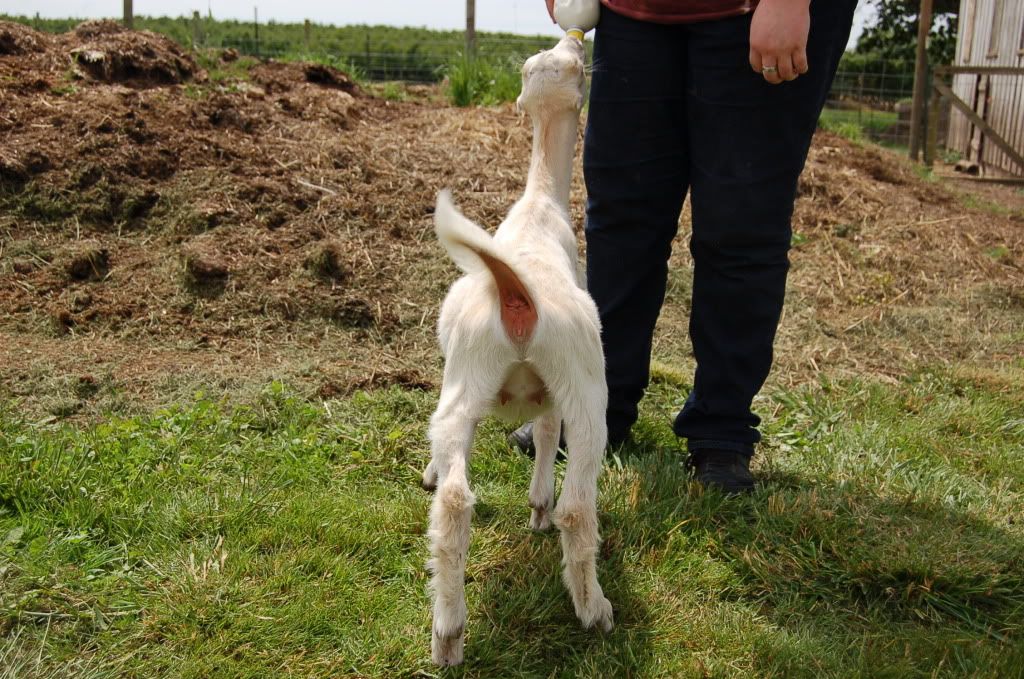 Around the farm (warning - lots of photos) - Goats