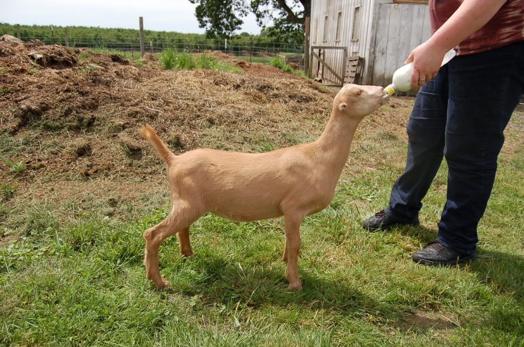 Around the farm (warning - lots of photos) - Goats