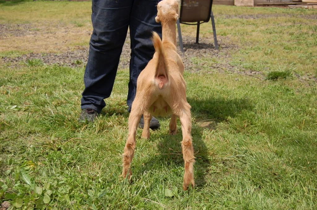 Around the farm (warning - lots of photos) - Goats