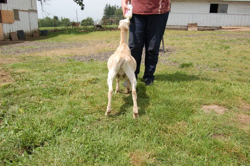 Around the farm (warning - lots of photos) - Goats