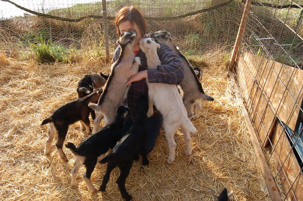Alpine,Lamancha,Nubian - Goats