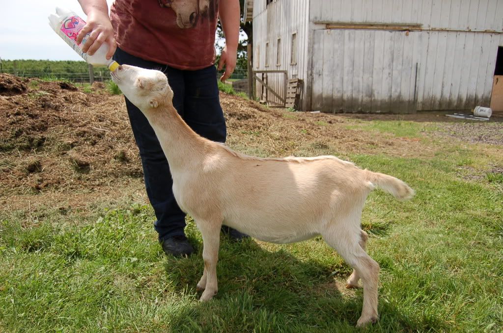 Around the farm (warning - lots of photos) - Goats