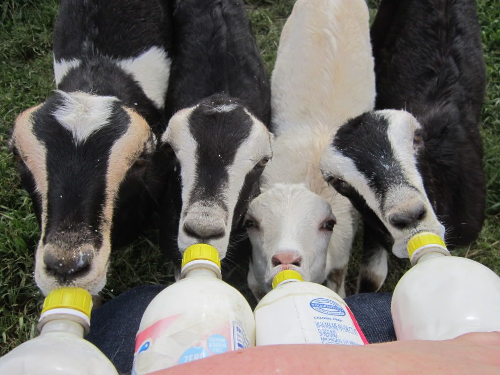 Around the farm (warning - lots of photos) - Goats