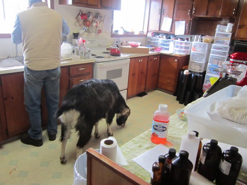 Around the farm (warning - lots of photos) - Goats