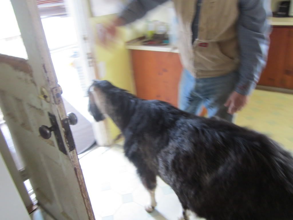 Around the farm (warning - lots of photos) - Goats