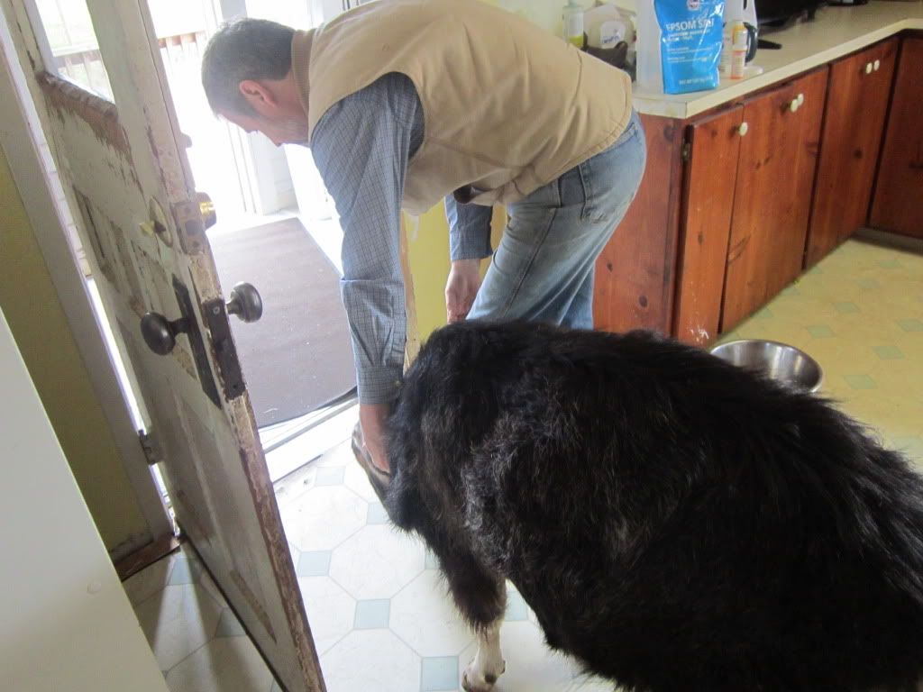 Around the farm (warning - lots of photos) - Goats