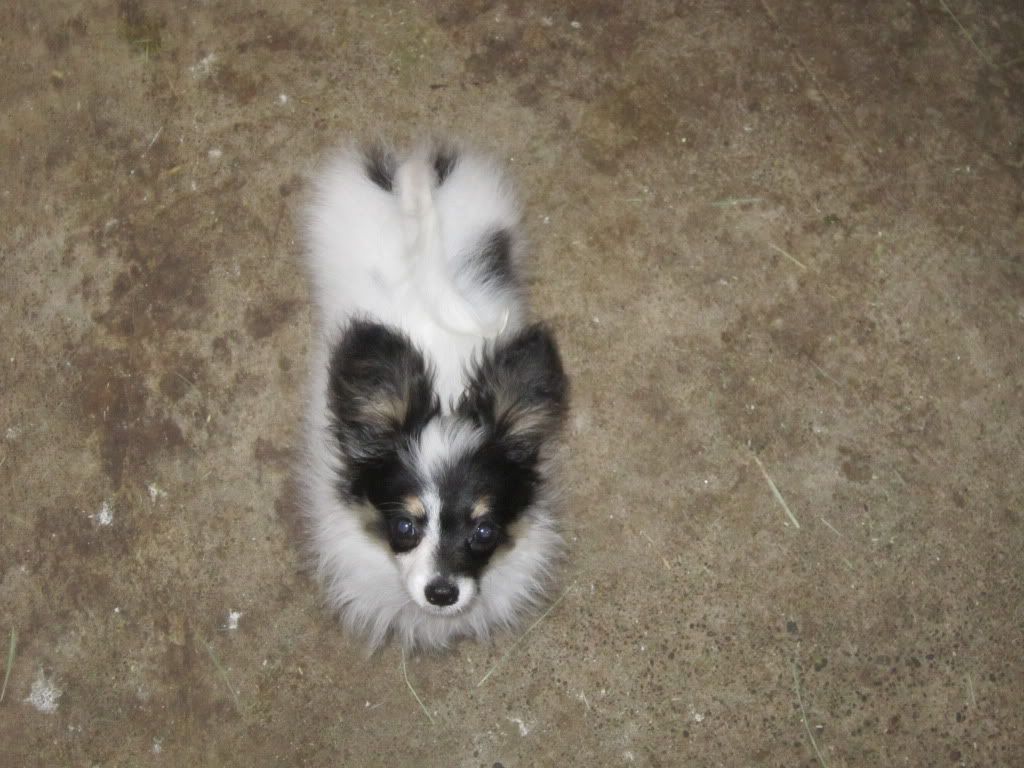 Around the farm (warning - lots of photos) - Goats