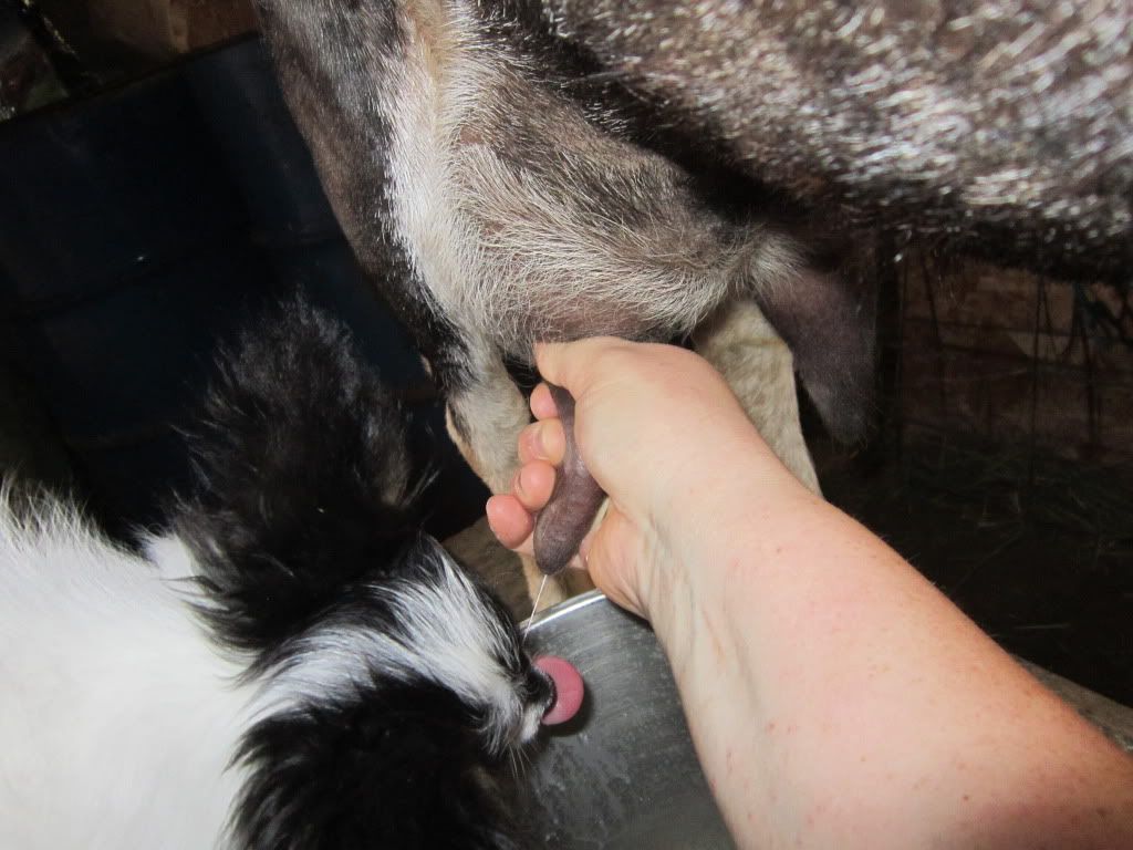 Around the farm (warning - lots of photos) - Goats