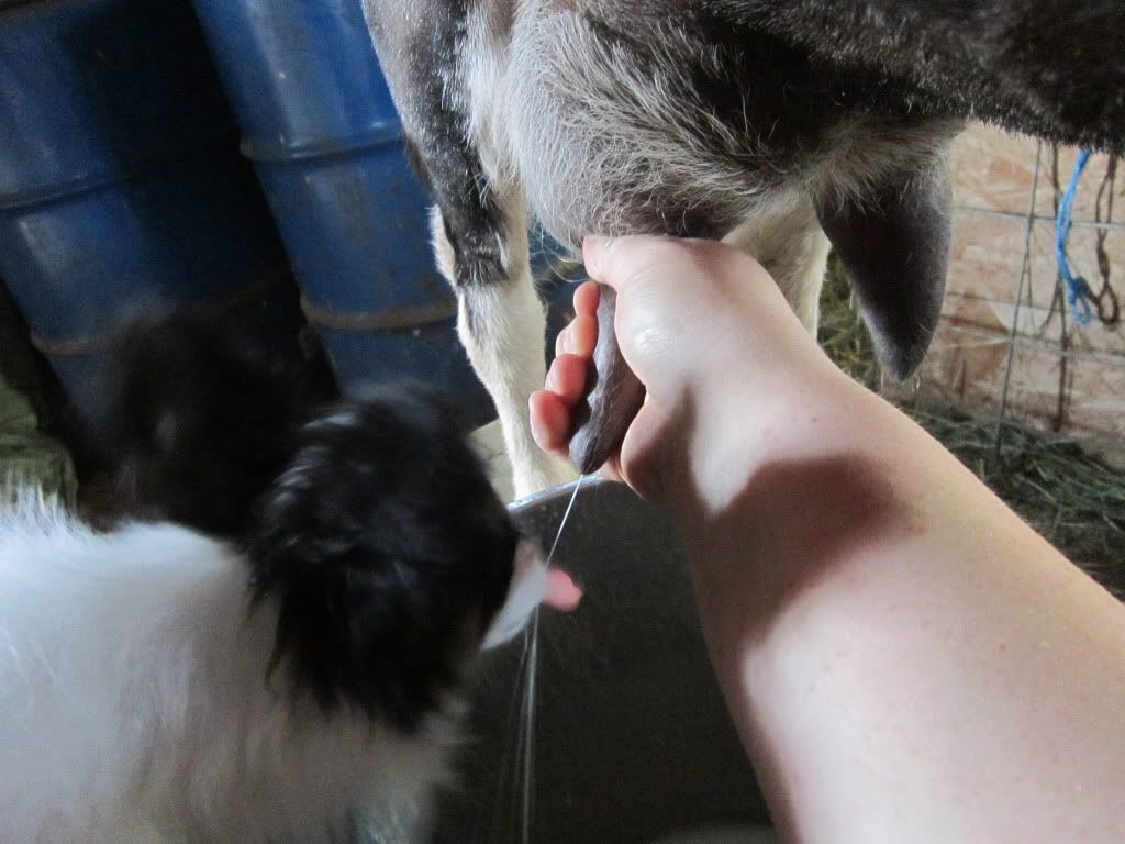 Around the farm (warning - lots of photos) - Goats