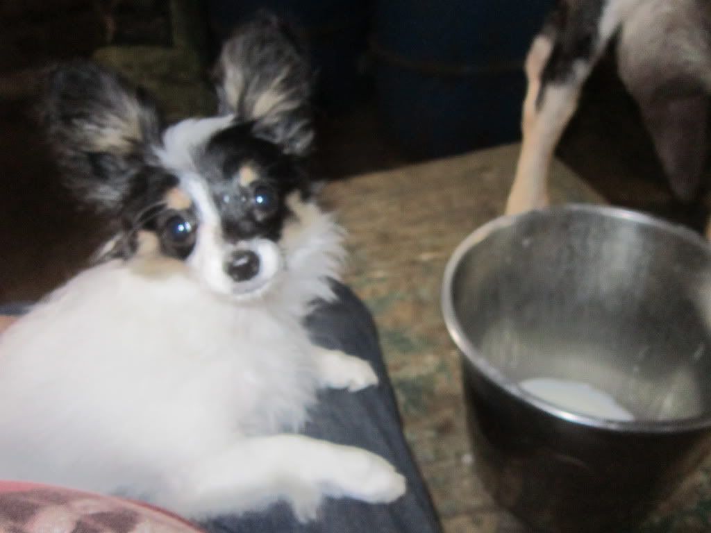 Around the farm (warning - lots of photos) - Goats