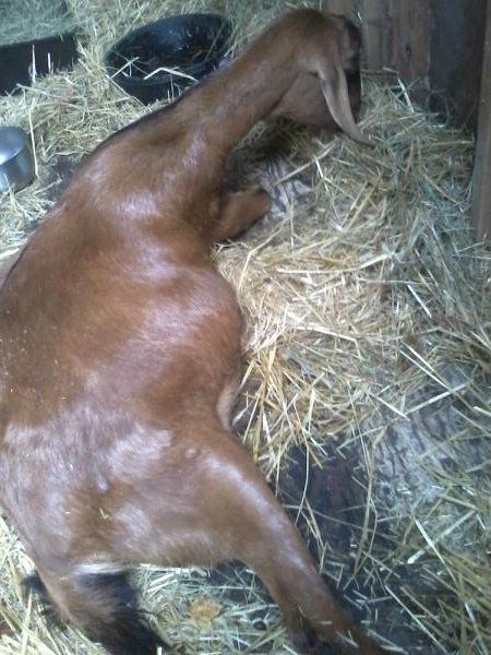 the hoo-hah watch is on... - Goats