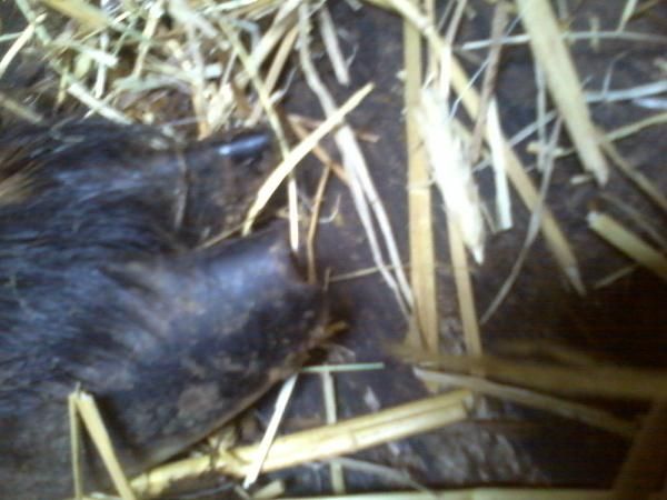 the hoo-hah watch is on... - Goats