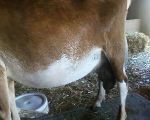 She really IS pregnant... - Goats