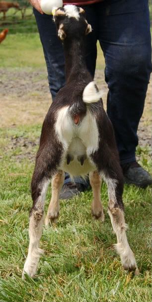 Around the farm (warning - lots of photos) - Goats