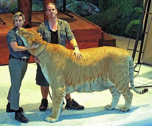 http://i153.photobucket.com/albums/s217/mastergoblog/liger01.jpg