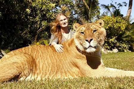 the liger