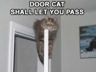 door cat Pictures, Images and Photos