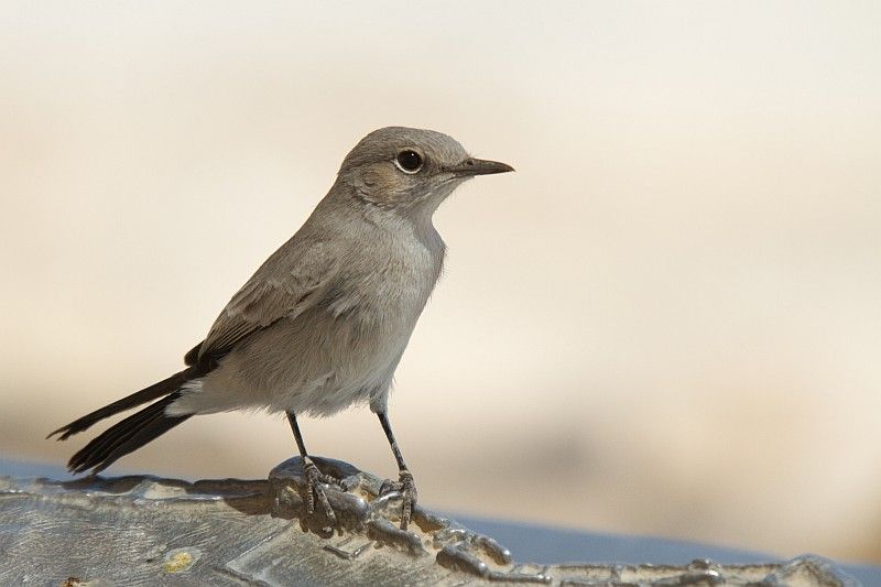 IMAGE: http://i153.photobucket.com/albums/s219/Squidcan/Israeli%20Birds/Blackstart_01.jpg