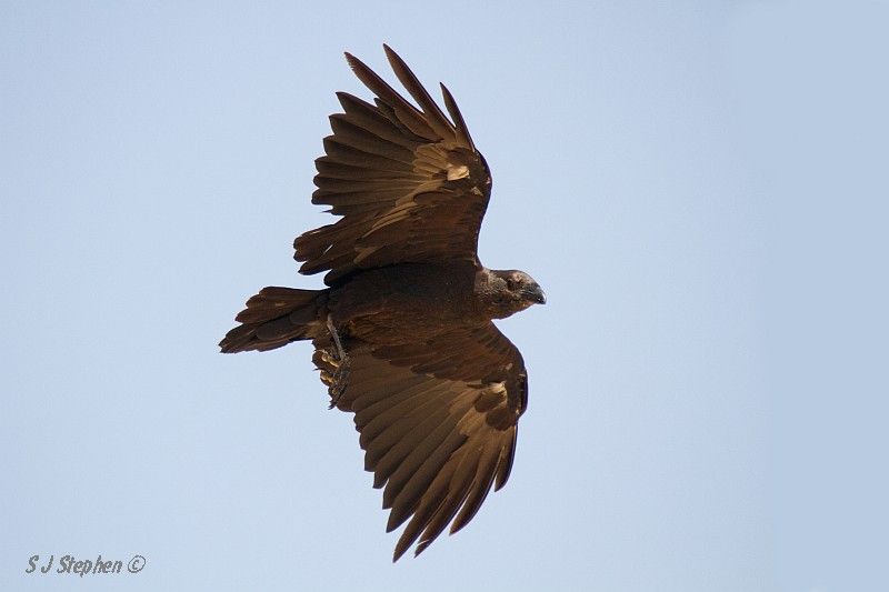 IMAGE: http://i153.photobucket.com/albums/s219/Squidcan/Israeli%20Birds/FanTailedRaven_01.jpg