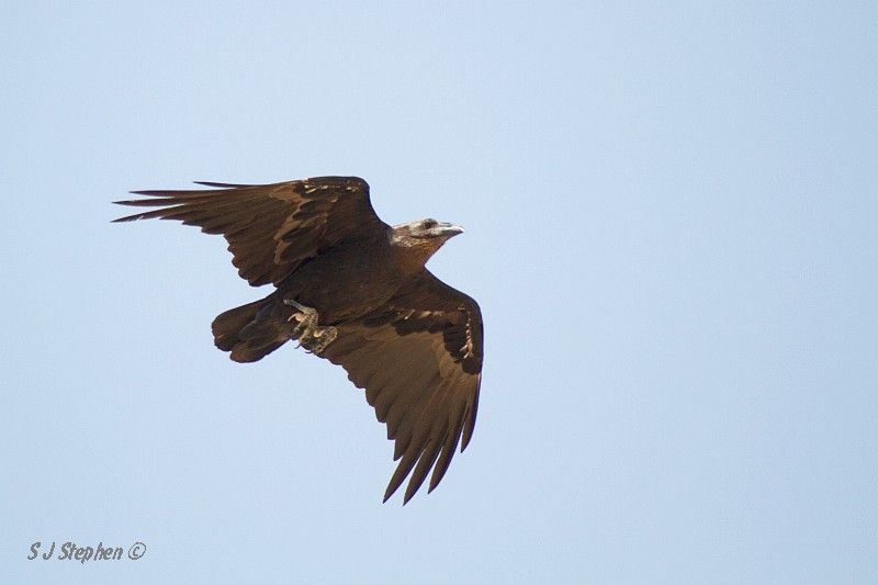 IMAGE: http://i153.photobucket.com/albums/s219/Squidcan/Israeli%20Birds/FanTailedRaven_03.jpg