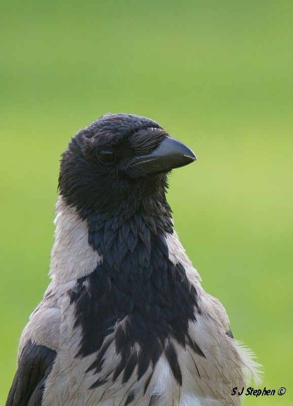 IMAGE: http://i153.photobucket.com/albums/s219/Squidcan/Israeli%20Birds/HoodedCrow_01.jpg