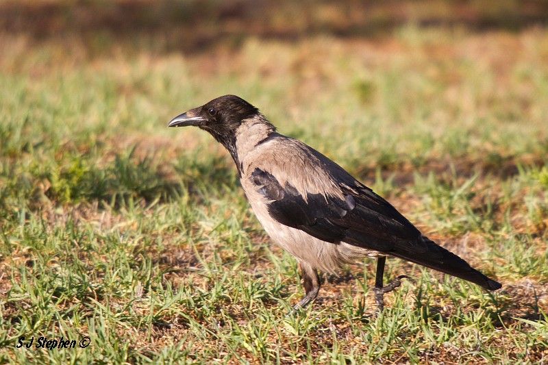 IMAGE: http://i153.photobucket.com/albums/s219/Squidcan/Israeli%20Birds/HoodedCrow_03.jpg