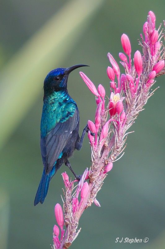 IMAGE: http://i153.photobucket.com/albums/s219/Squidcan/Israeli%20Birds/PalestineSunbird_04.jpg