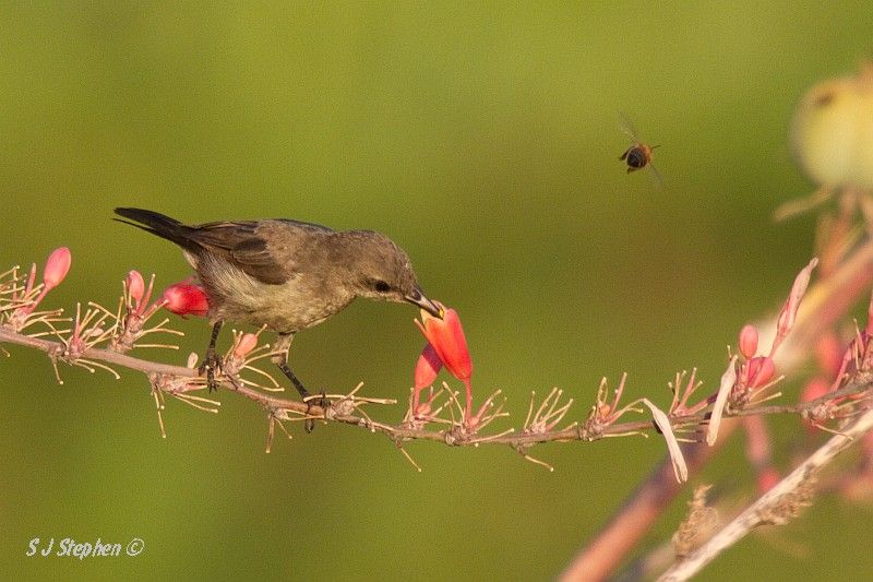 IMAGE: http://i153.photobucket.com/albums/s219/Squidcan/Israeli%20Birds/PalestineSunbird_06.jpg