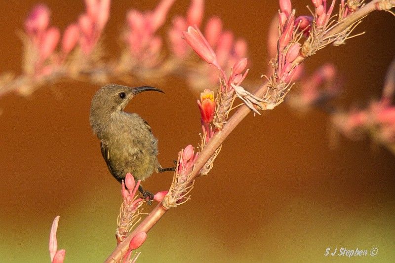 IMAGE: http://i153.photobucket.com/albums/s219/Squidcan/Israeli%20Birds/PalestineSunbird_07.jpg