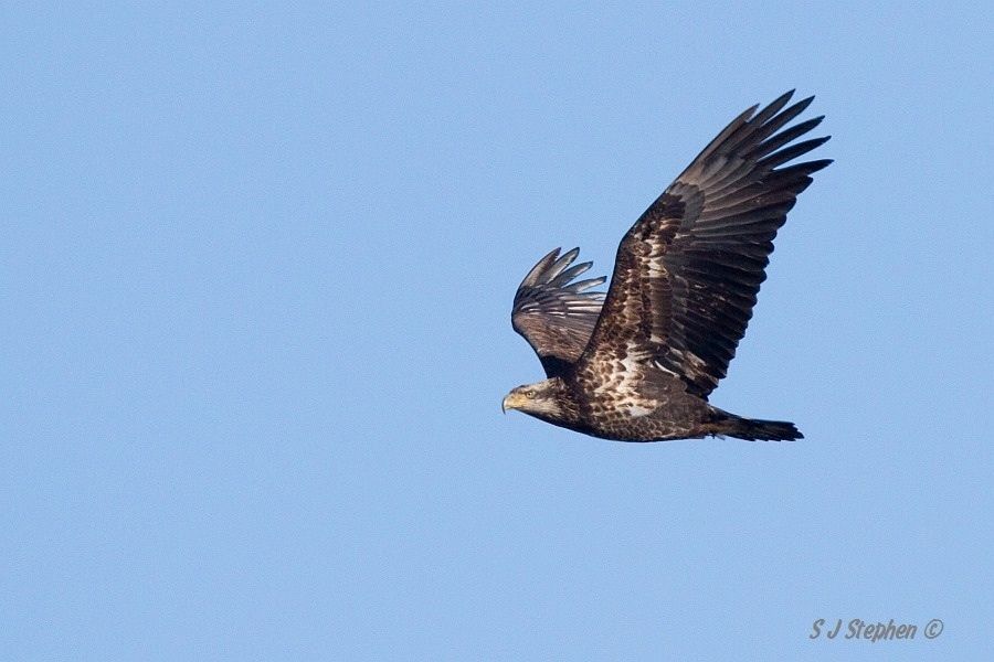 IMAGE: http://i153.photobucket.com/albums/s219/Squidcan/image_zps8e7f7767.jpg