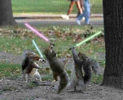 136-fighting-squirrels.jpg