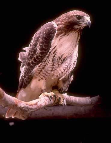 red tailed hawk Pictures, Images and Photos