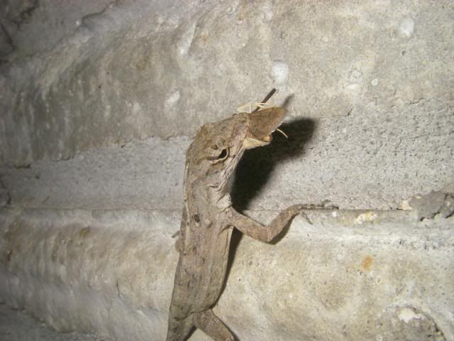 IMGP2907.jpg
