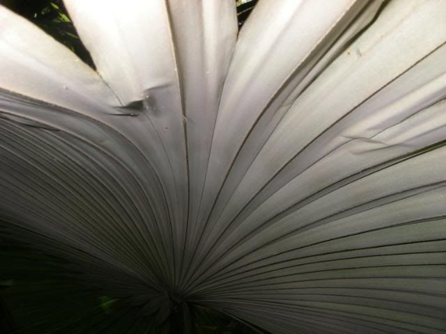 IMGP3251.jpg