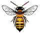 Honey Bee Animated by Denrig, Inc. Pictures, Images and Photos