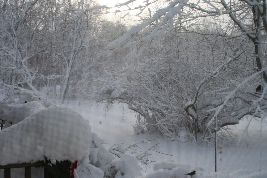 Snow2010-_004.jpg