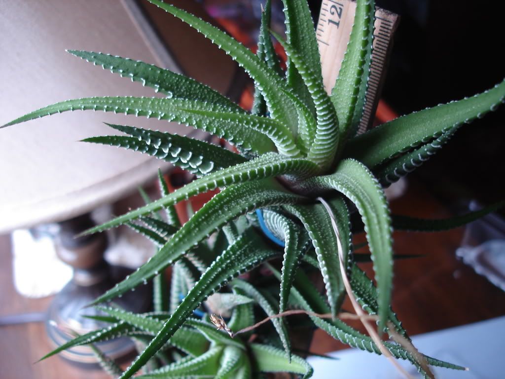 What kind of cactus do I have? With Pics!!!