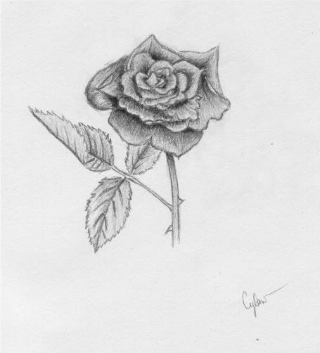 rose flower sketch. A+rose+flower+drawing; A+rose+flower+drawing. julianbc