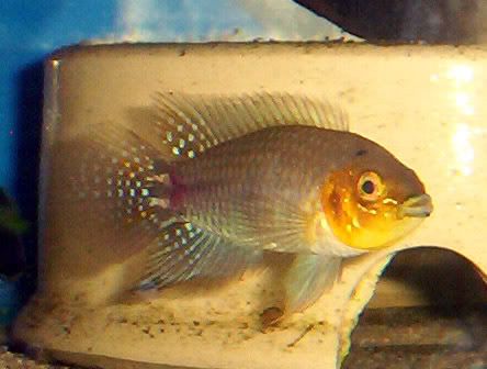 apistogrammoides_male.jpg