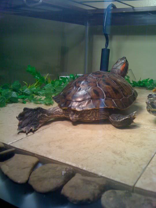 View topic Unwanted turtle looking for new home