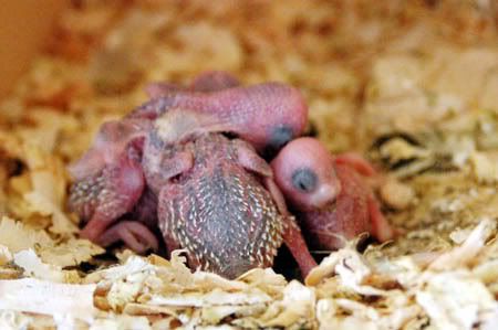 1nest11.jpg