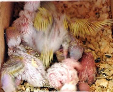 2nest14.jpg