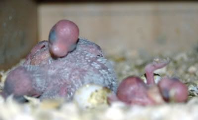 BabiesN308.jpg